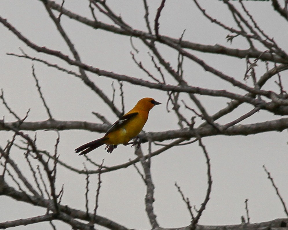 Yellow Oriole - ML617770332