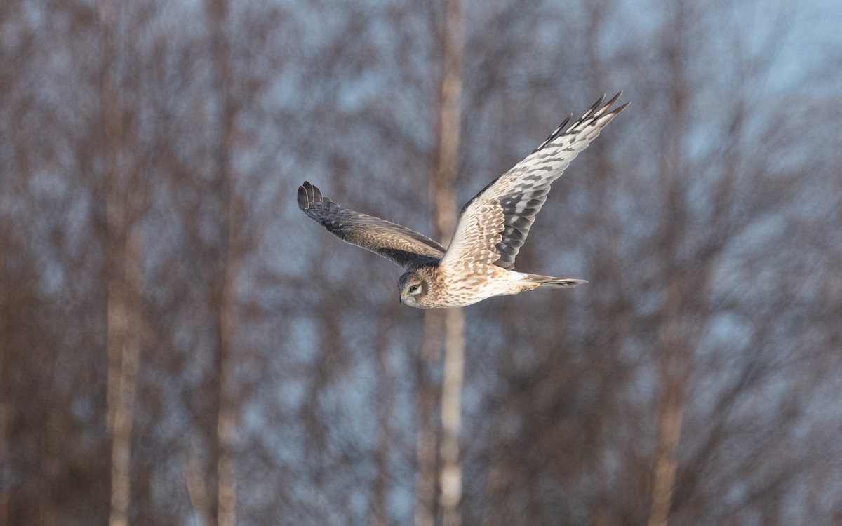 Pallid Harrier - Emmanuel Naudot