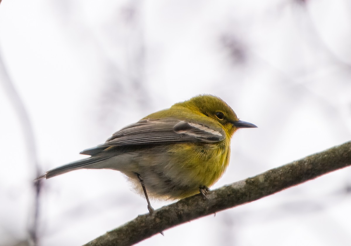 Pine Warbler - ML617770393