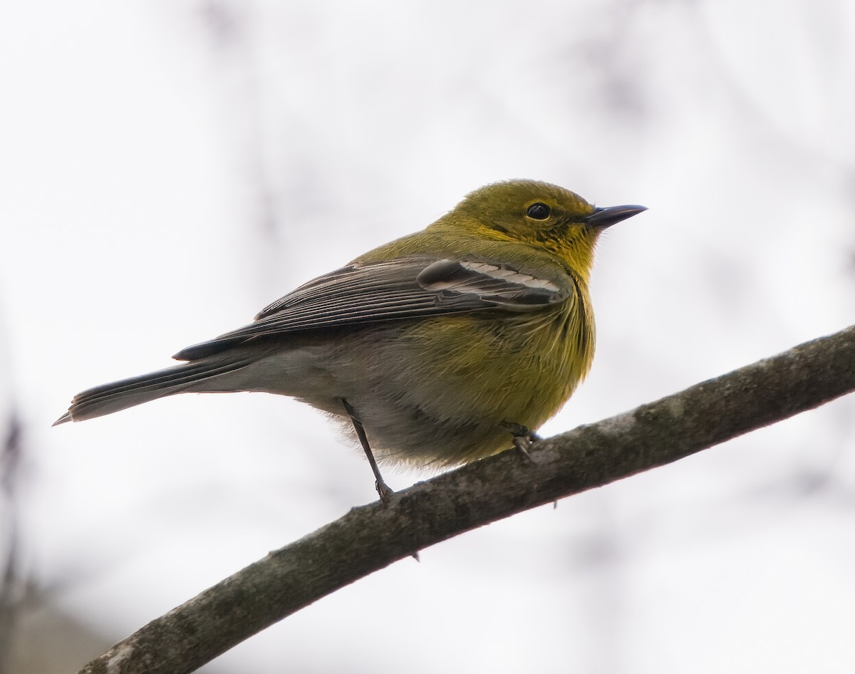 Pine Warbler - ML617770398