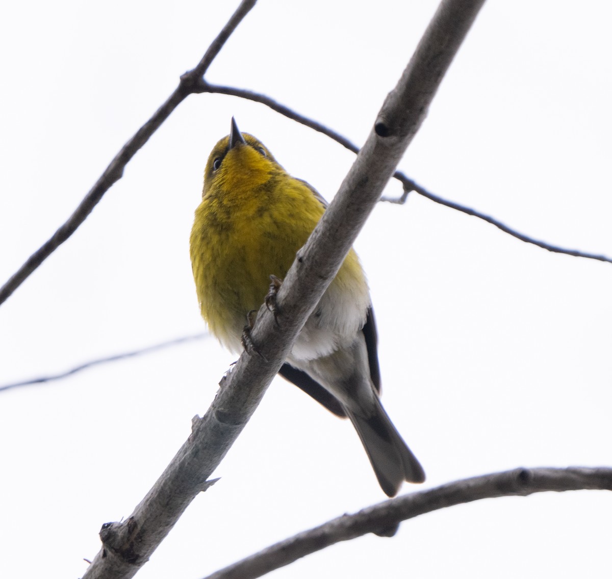 Pine Warbler - ML617770404