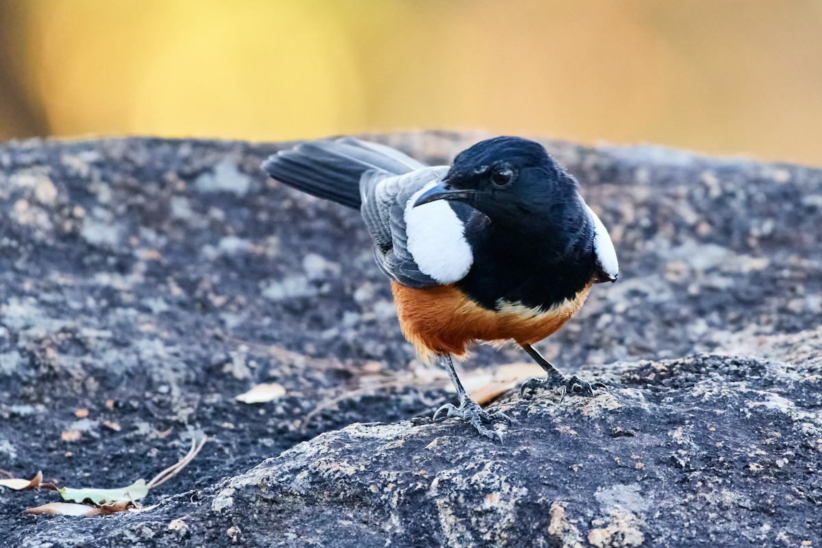 Mocking Cliff-Chat - Tomáš Grim