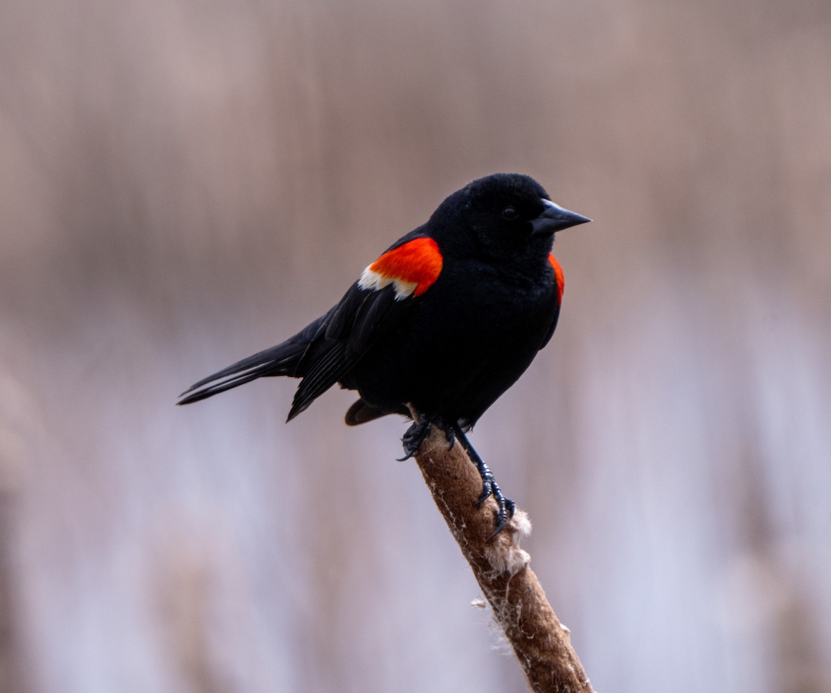 Red-winged Blackbird - ML617770425