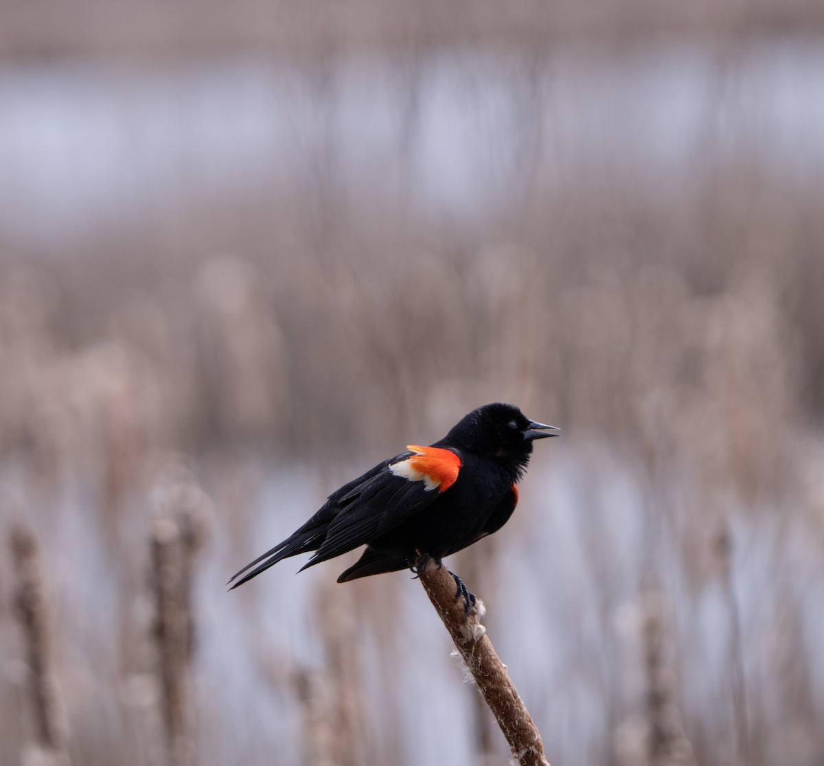 Red-winged Blackbird - ML617770434