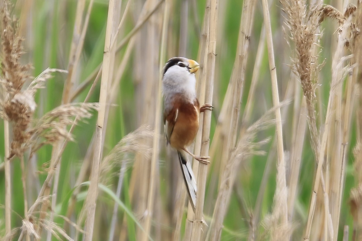 Reed Parrotbill - ML617770459