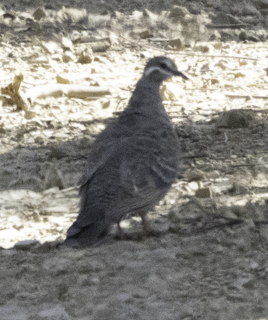 Common Bronzewing - ML617770461