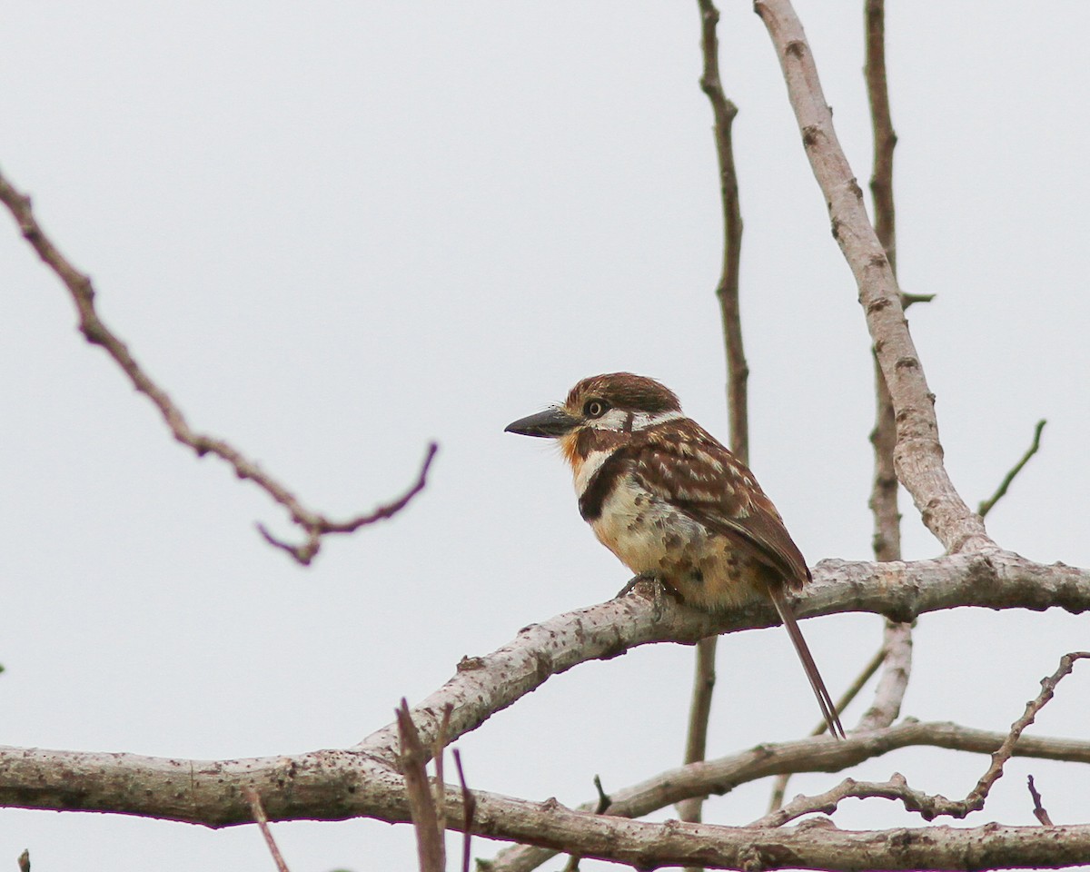 Russet-throated Puffbird - ML617770483