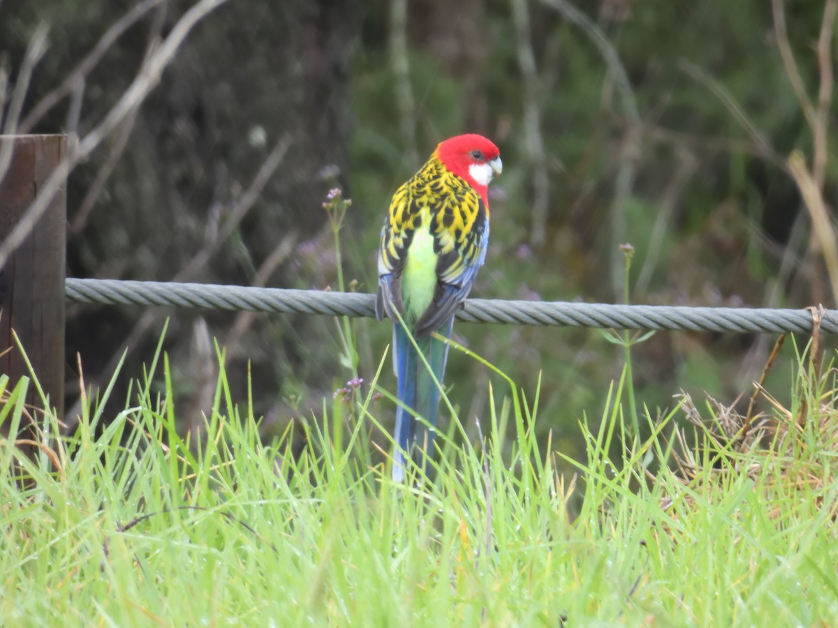 Eastern Rosella - Andrew Guy