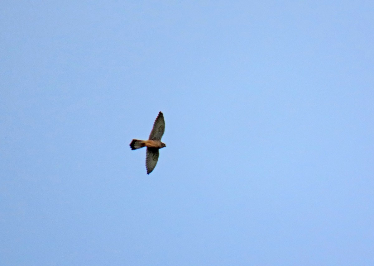 Eurasian Kestrel - ML617770549