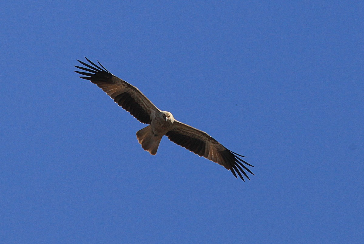 Whistling Kite - Martyn Covey