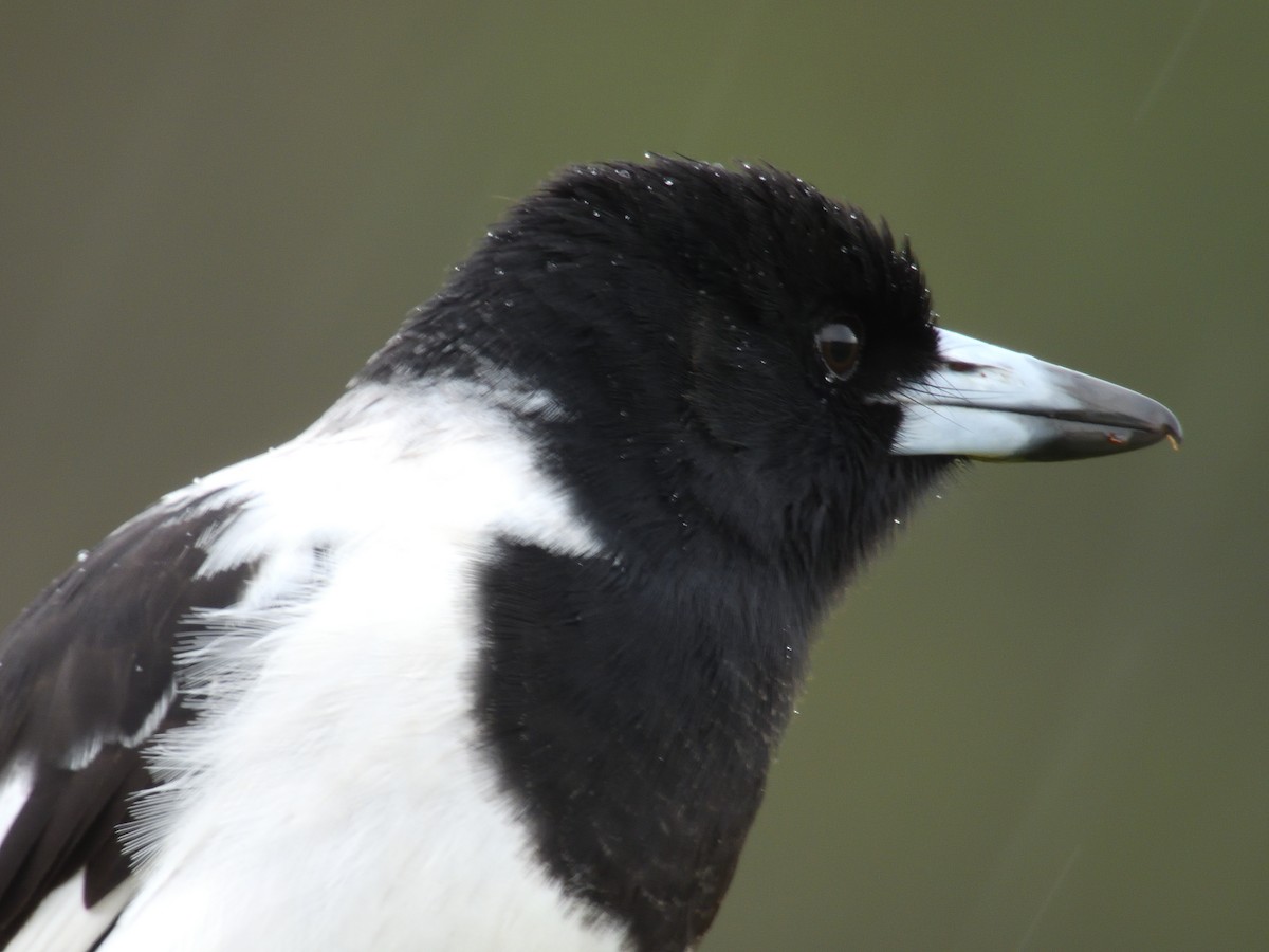 Pied Butcherbird - ML617770603