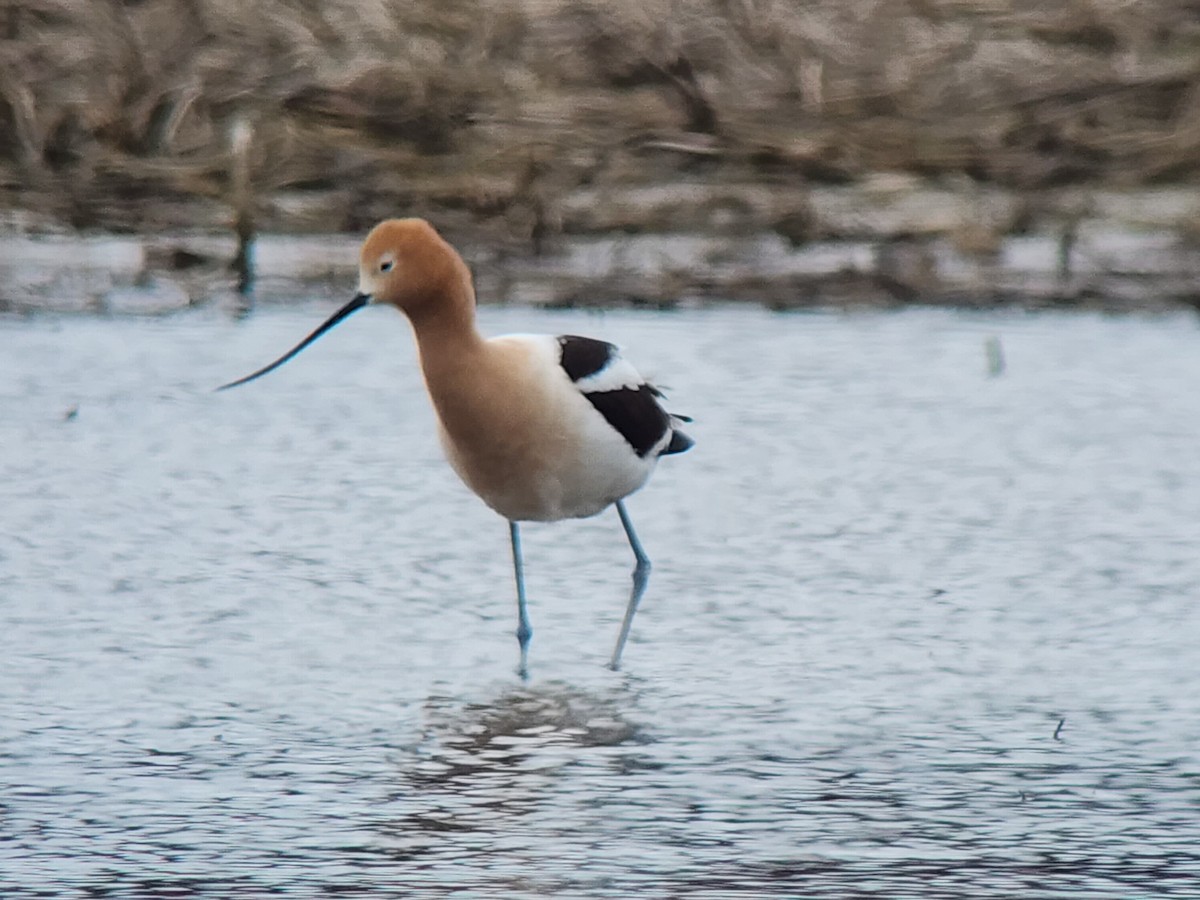 American Avocet - ML617770612