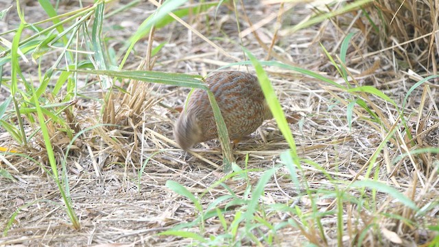 Brown Quail - ML617770629