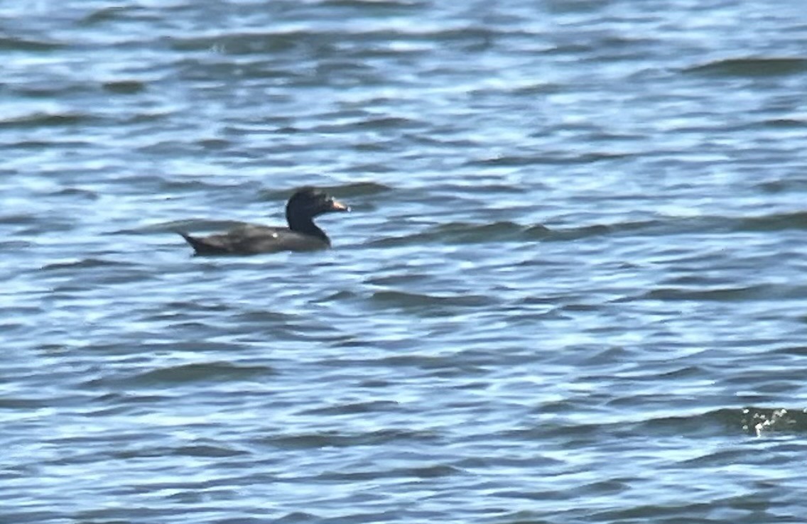 Common Scoter - ML617770635