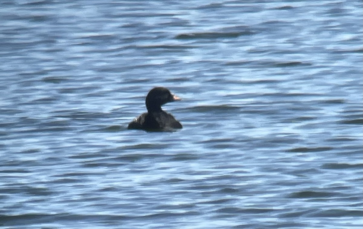 Common Scoter - ML617770636