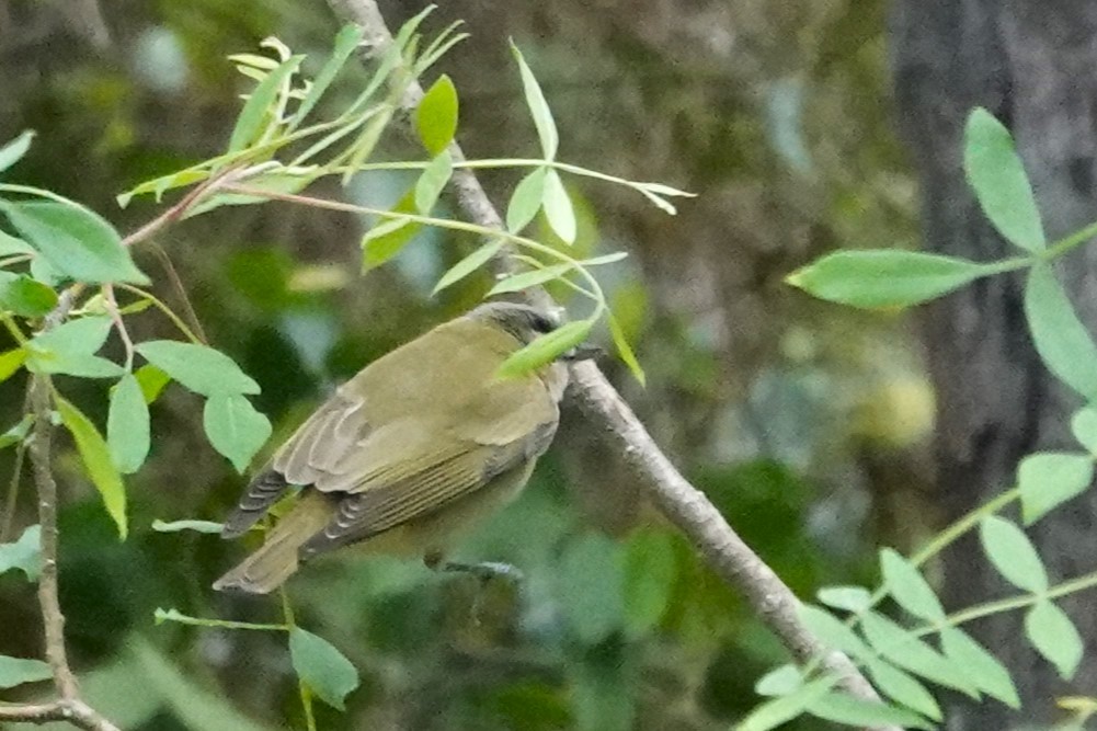 rødøyevireo - ML617770653