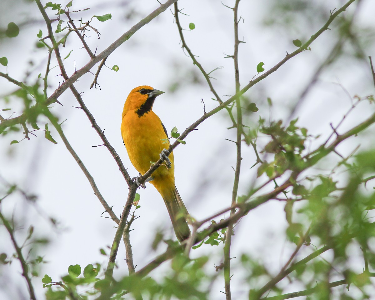 Yellow Oriole - ML617770655