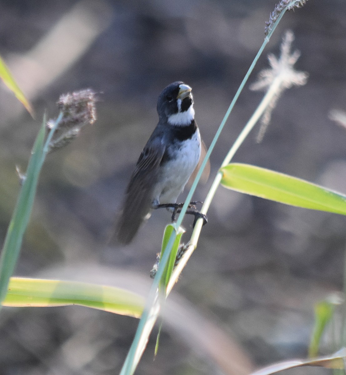 Double-collared Seedeater - andres ebel