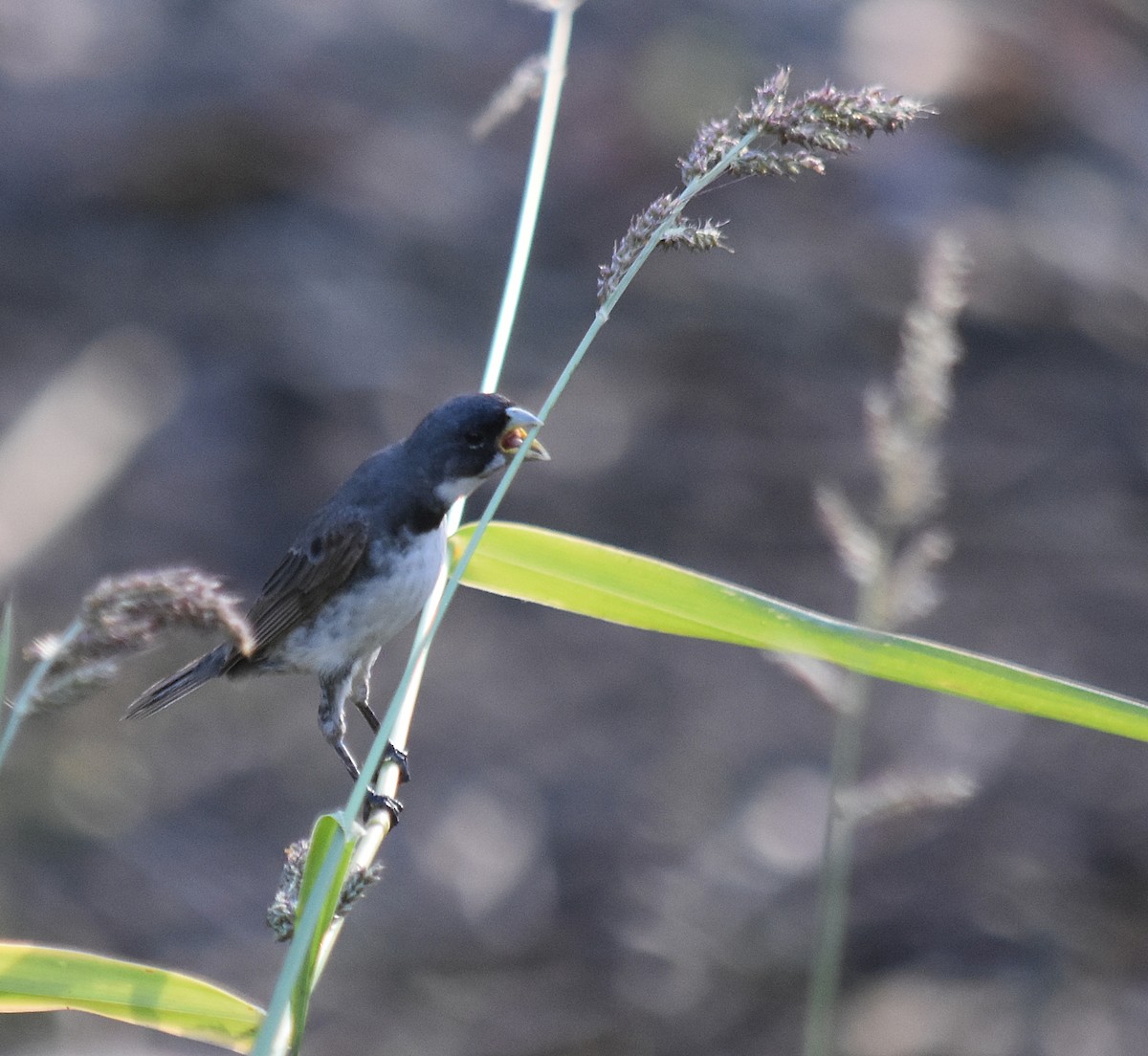Double-collared Seedeater - ML617770683