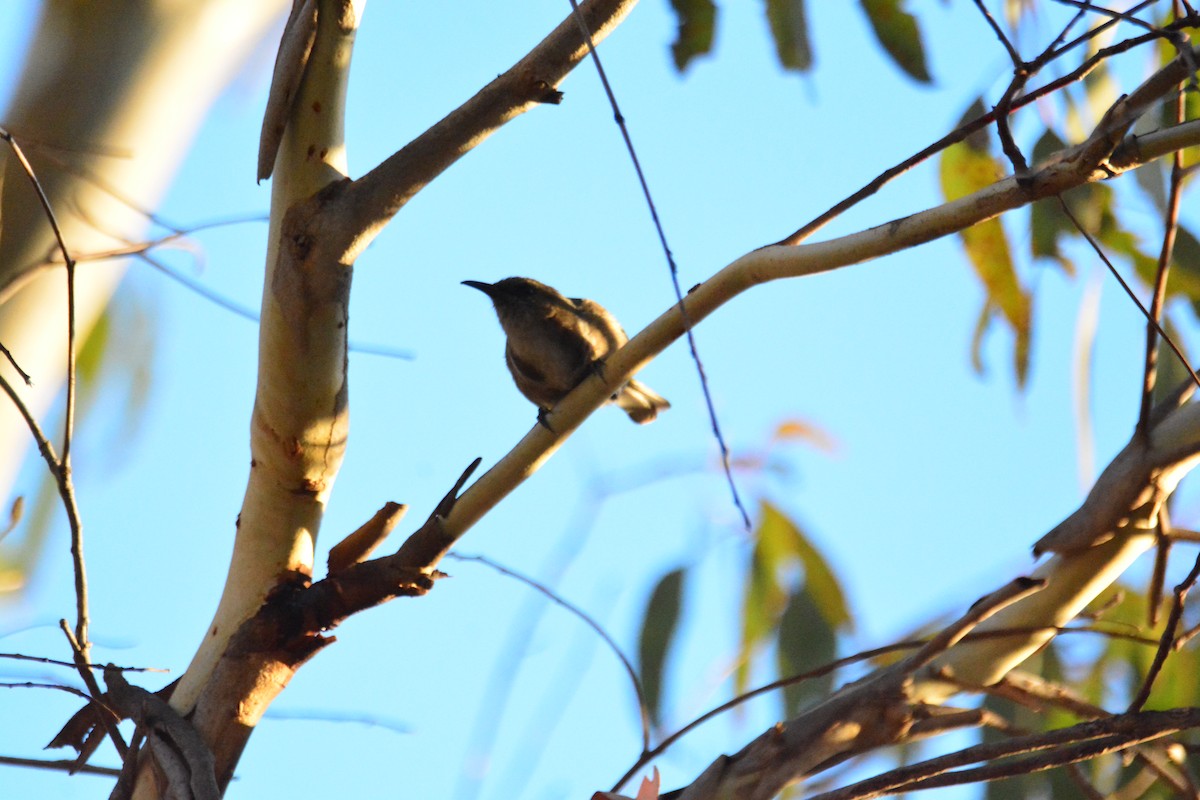 Crescent Honeyeater - Jacob Blokland