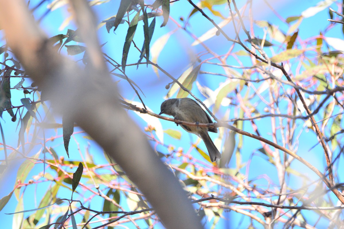 Crescent Honeyeater - Jacob Blokland