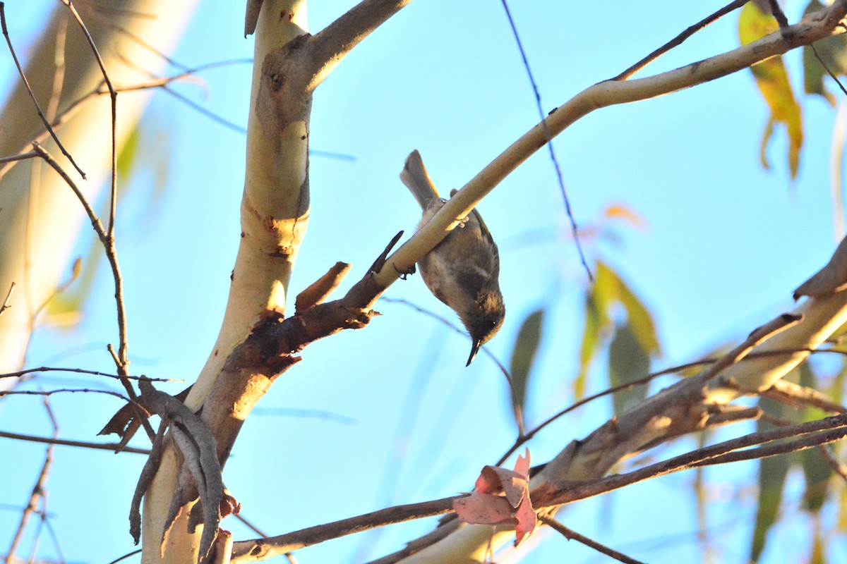 Crescent Honeyeater - ML617770711