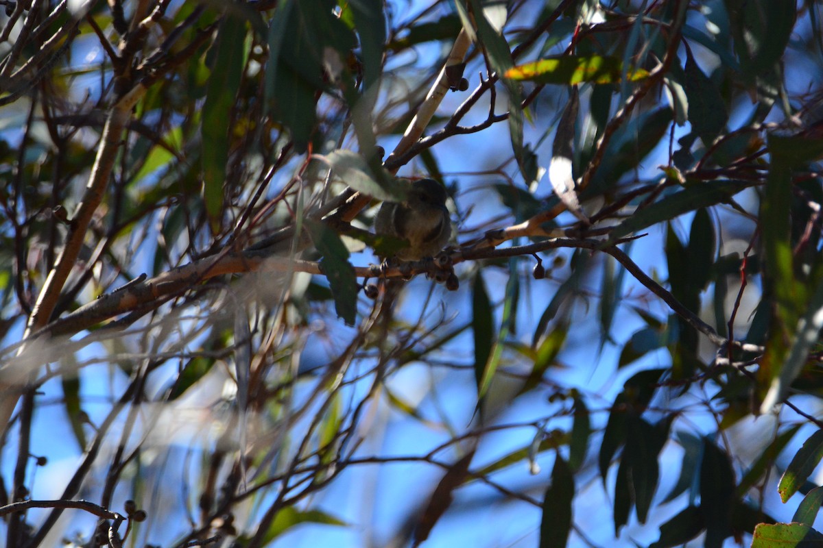 Crescent Honeyeater - ML617770712