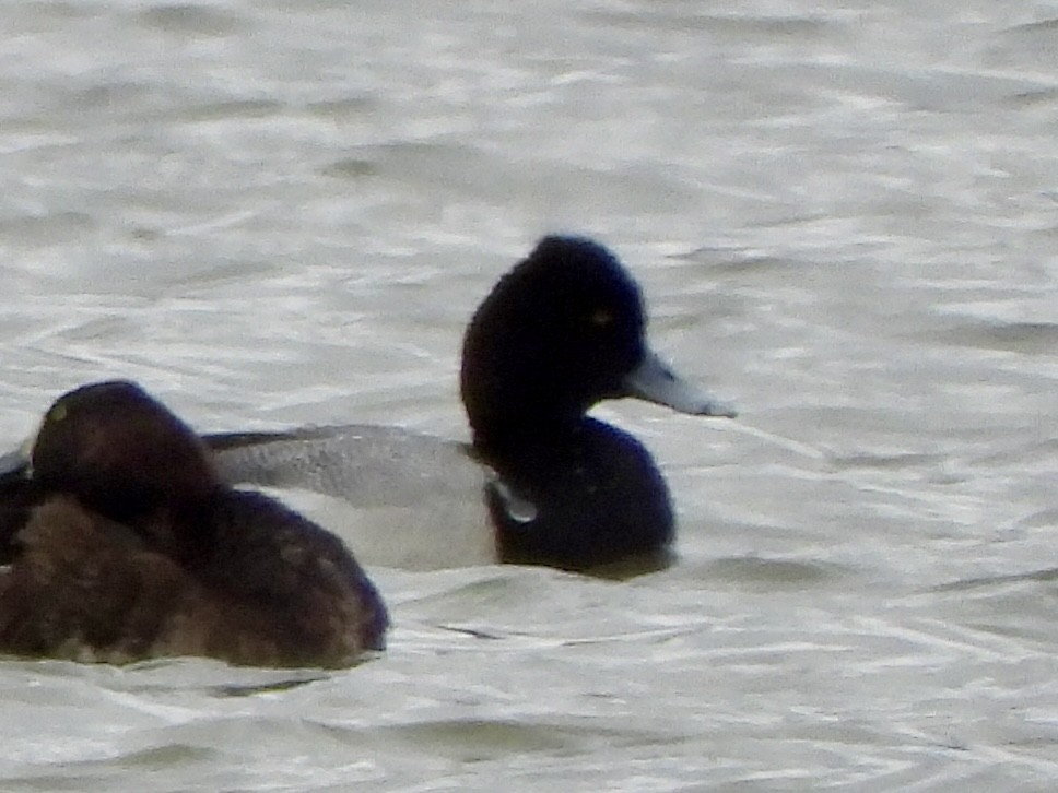 Lesser Scaup - ML617770719