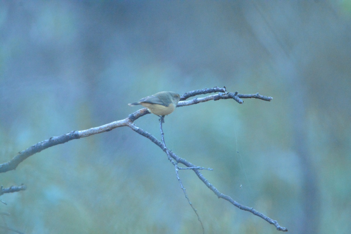 Buff-rumped Thornbill - ML617770754