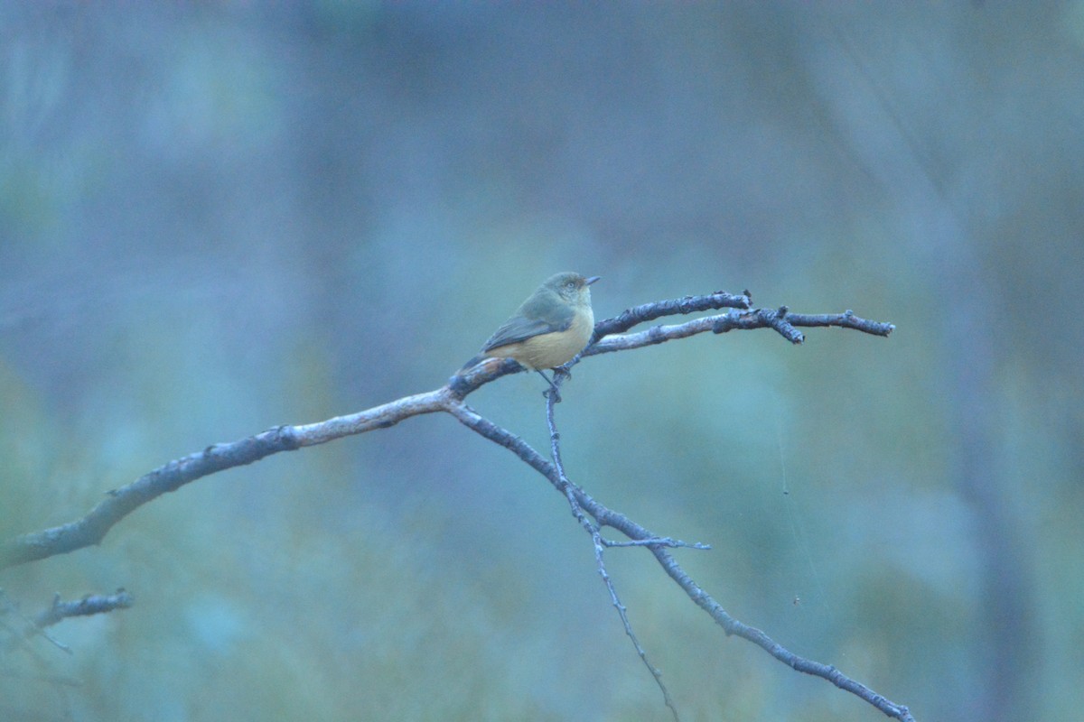 Buff-rumped Thornbill - ML617770755