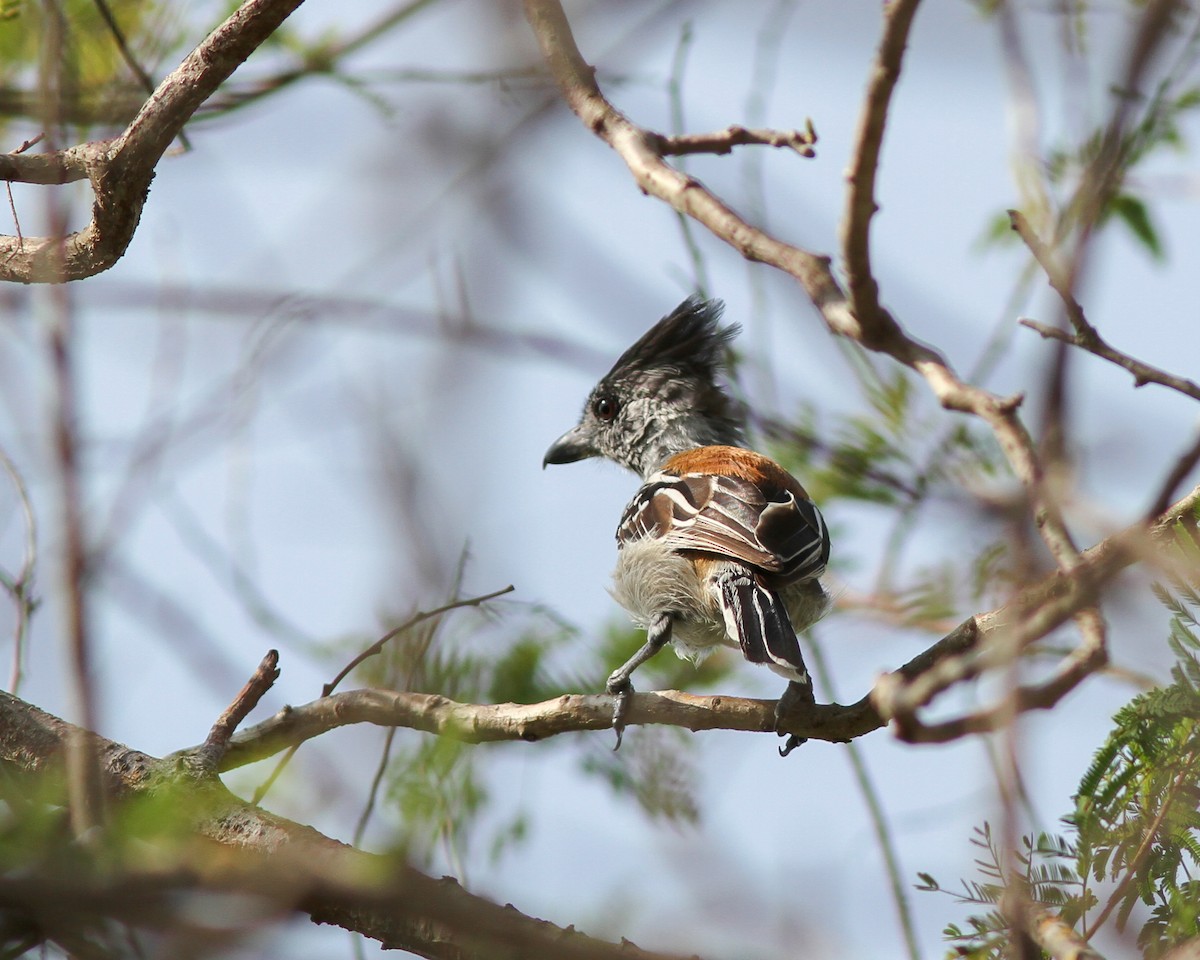 Black-crested Antshrike - ML617770763