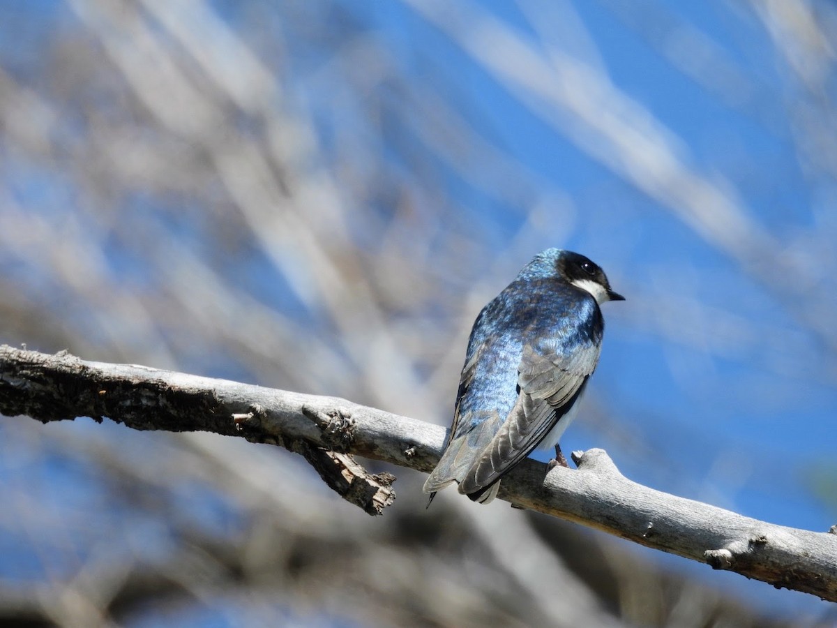 Tree Swallow - ML617770803