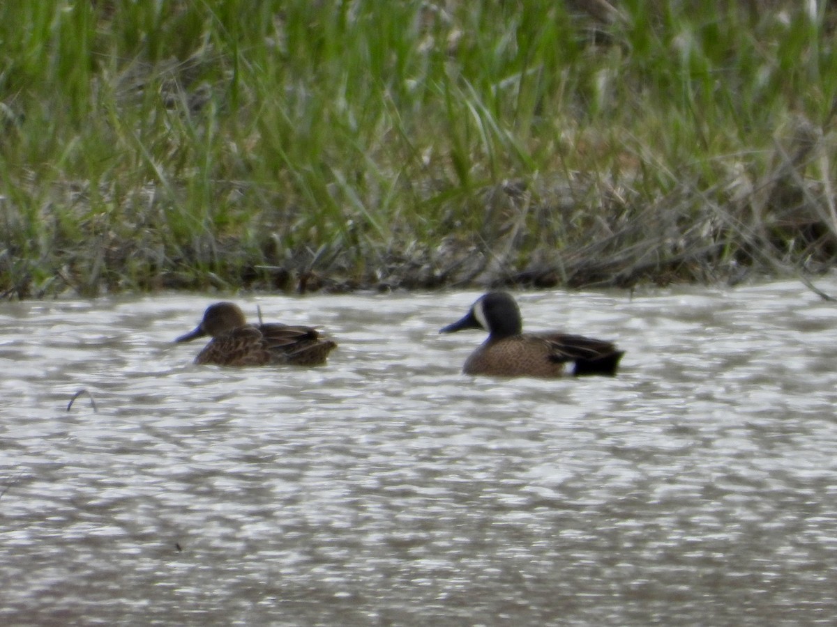 Blue-winged Teal - Sophie Bourdages