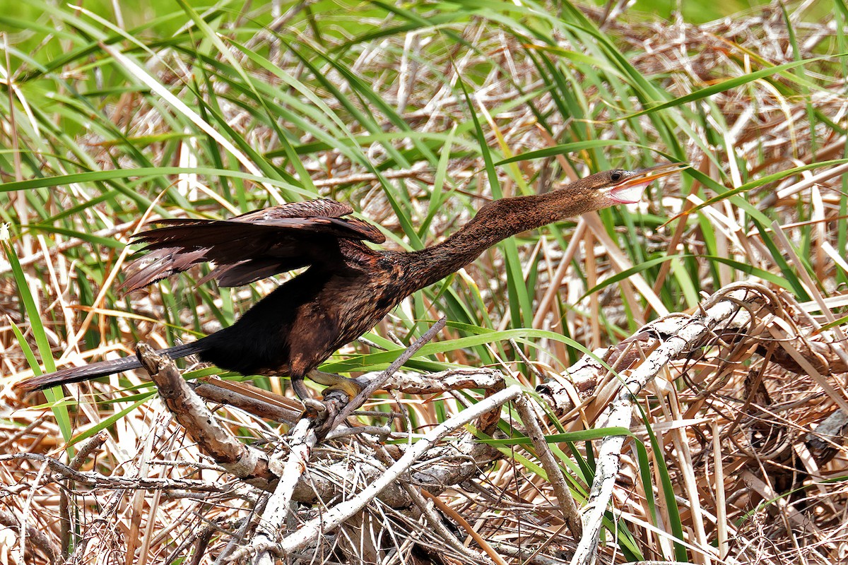 Amerika-Schlangenhalsvogel - ML617770822