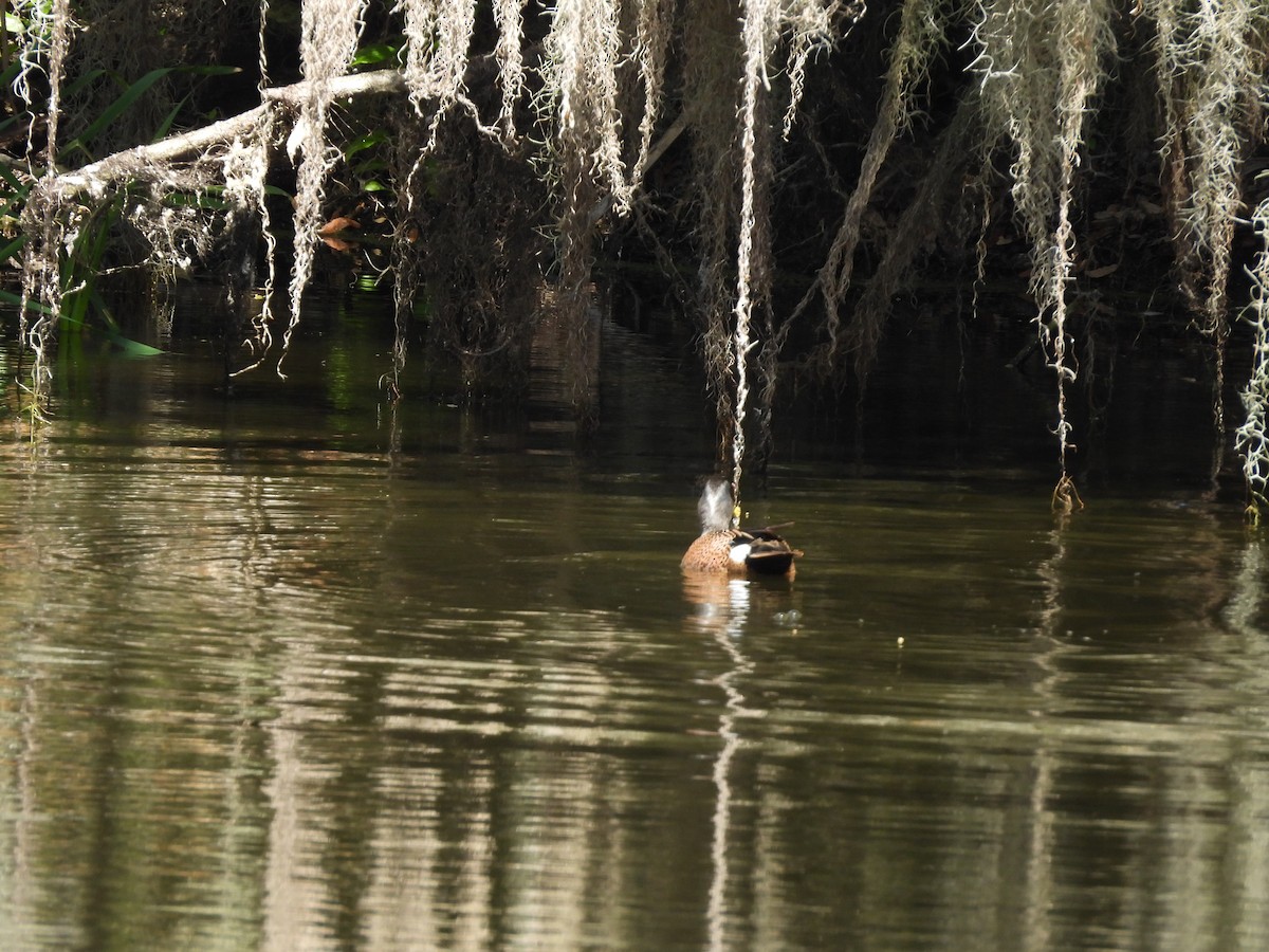 Blue-winged Teal - ML617770832