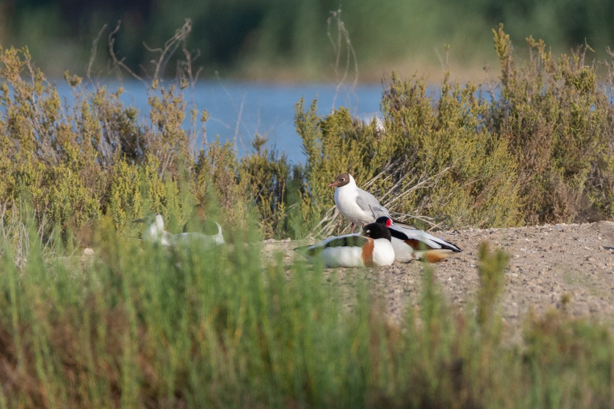 Black-headed Gull - ML617770861