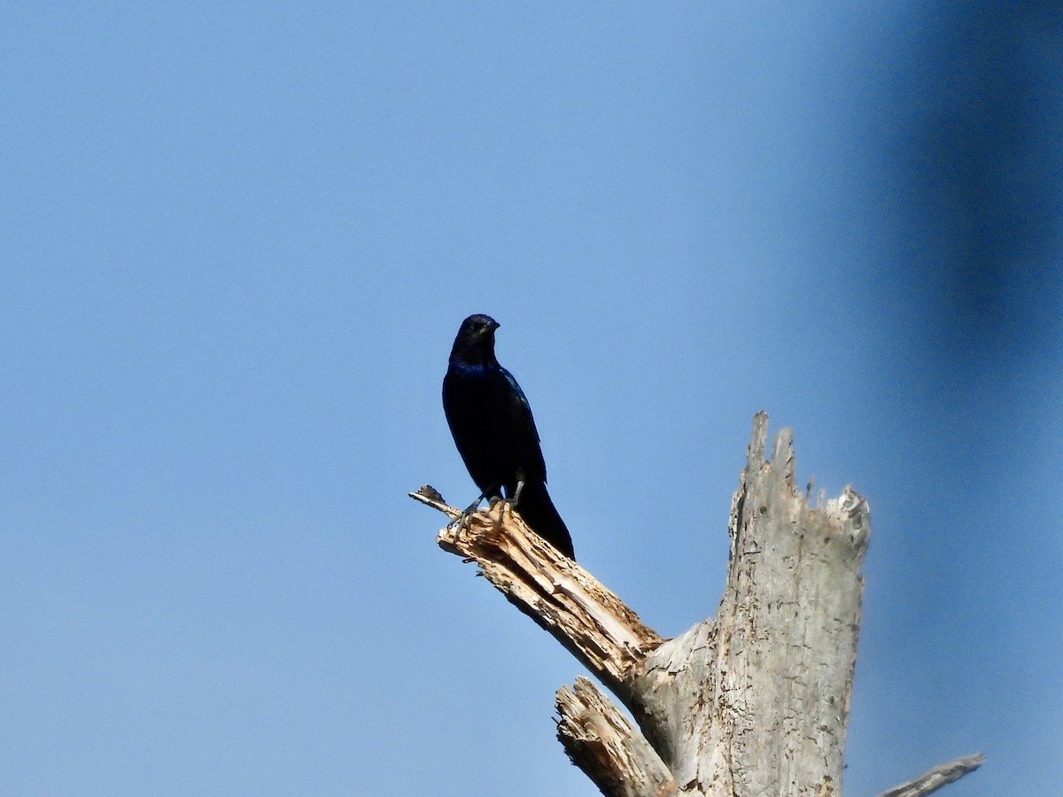 Boat-tailed Grackle - ML617770862