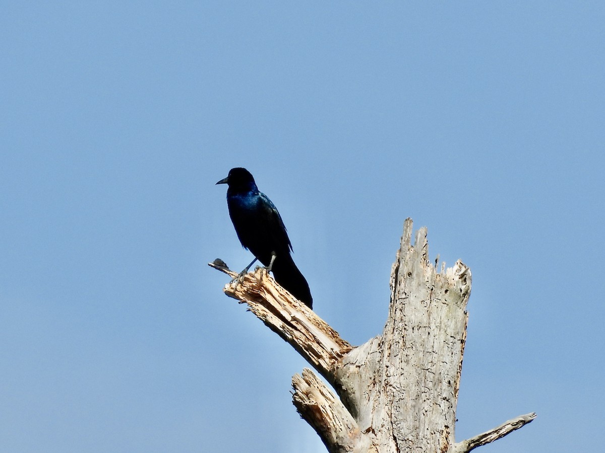 Boat-tailed Grackle - ML617770863