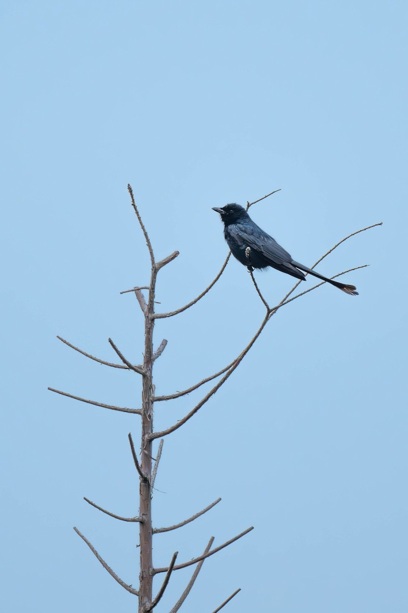 Black Drongo - Falk Wirsam