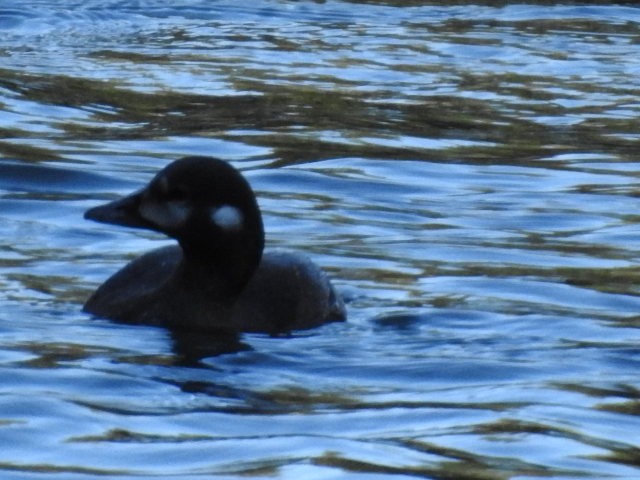 Harlequin Duck - ML61777091