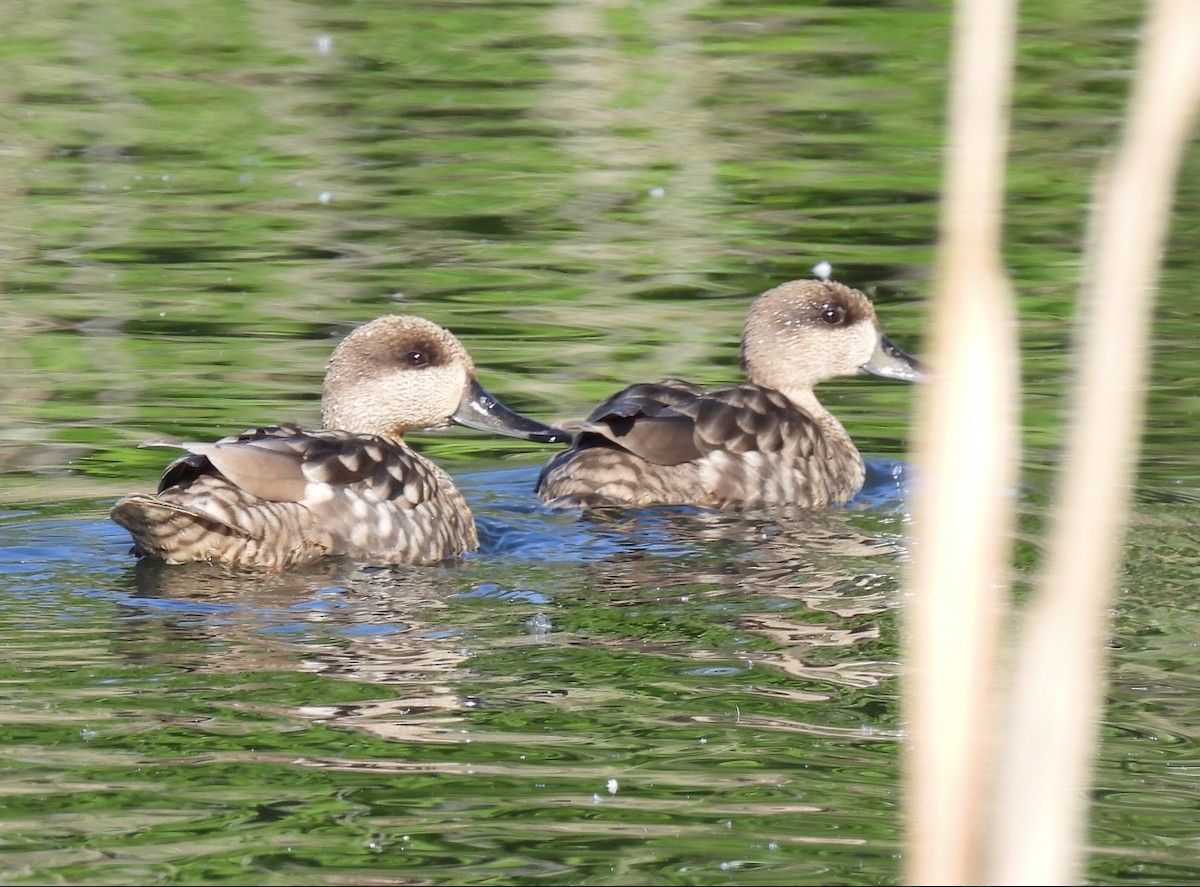 Marbled Duck - ML617770950