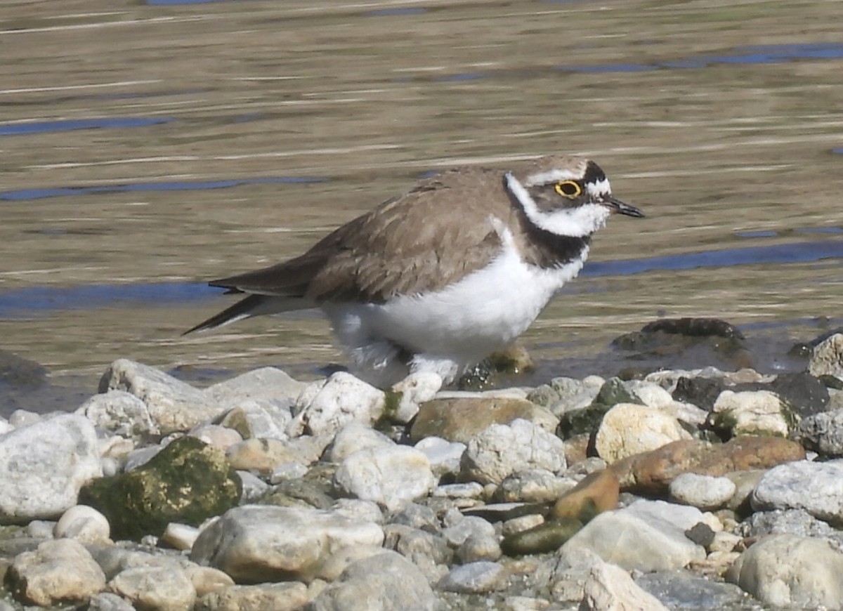 Little Ringed Plover - ML617770955