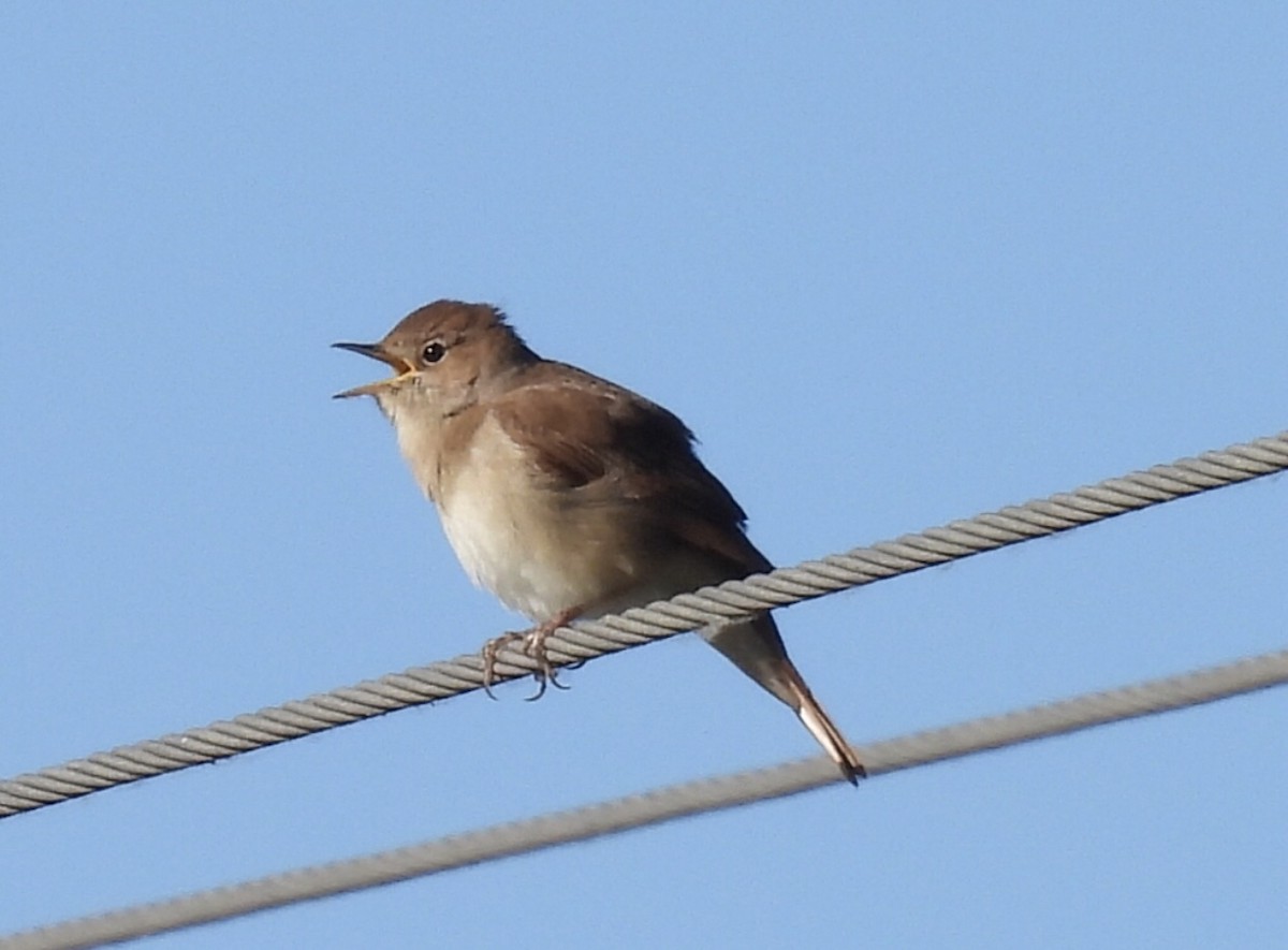 Common Nightingale - ML617770972