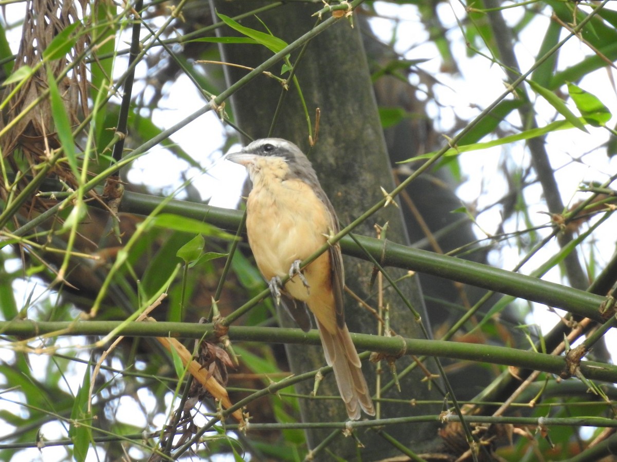 Brown Shrike - ML617771015