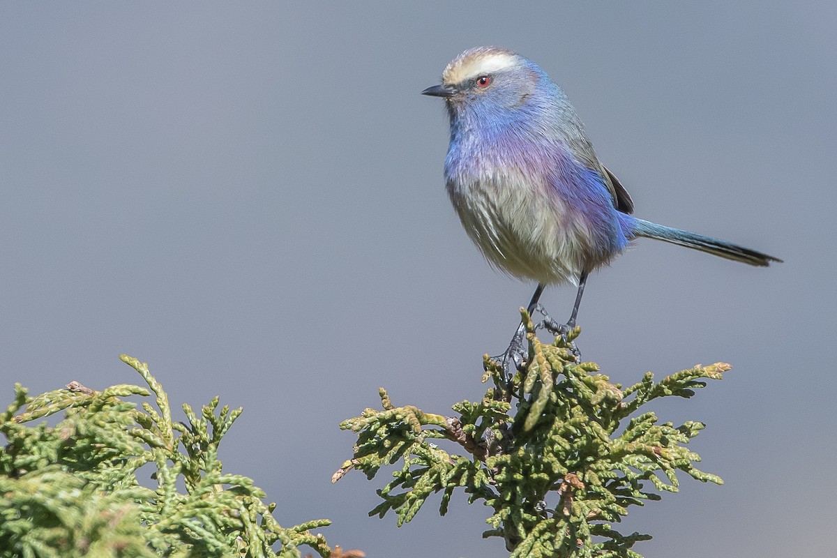 White-browed Tit-Warbler - ML617771063