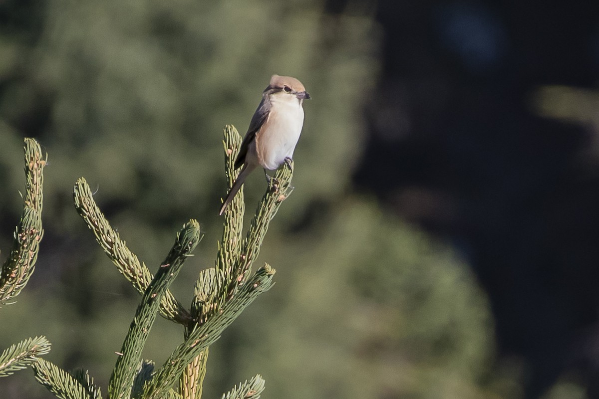 Isabelline Shrike - ML617771066