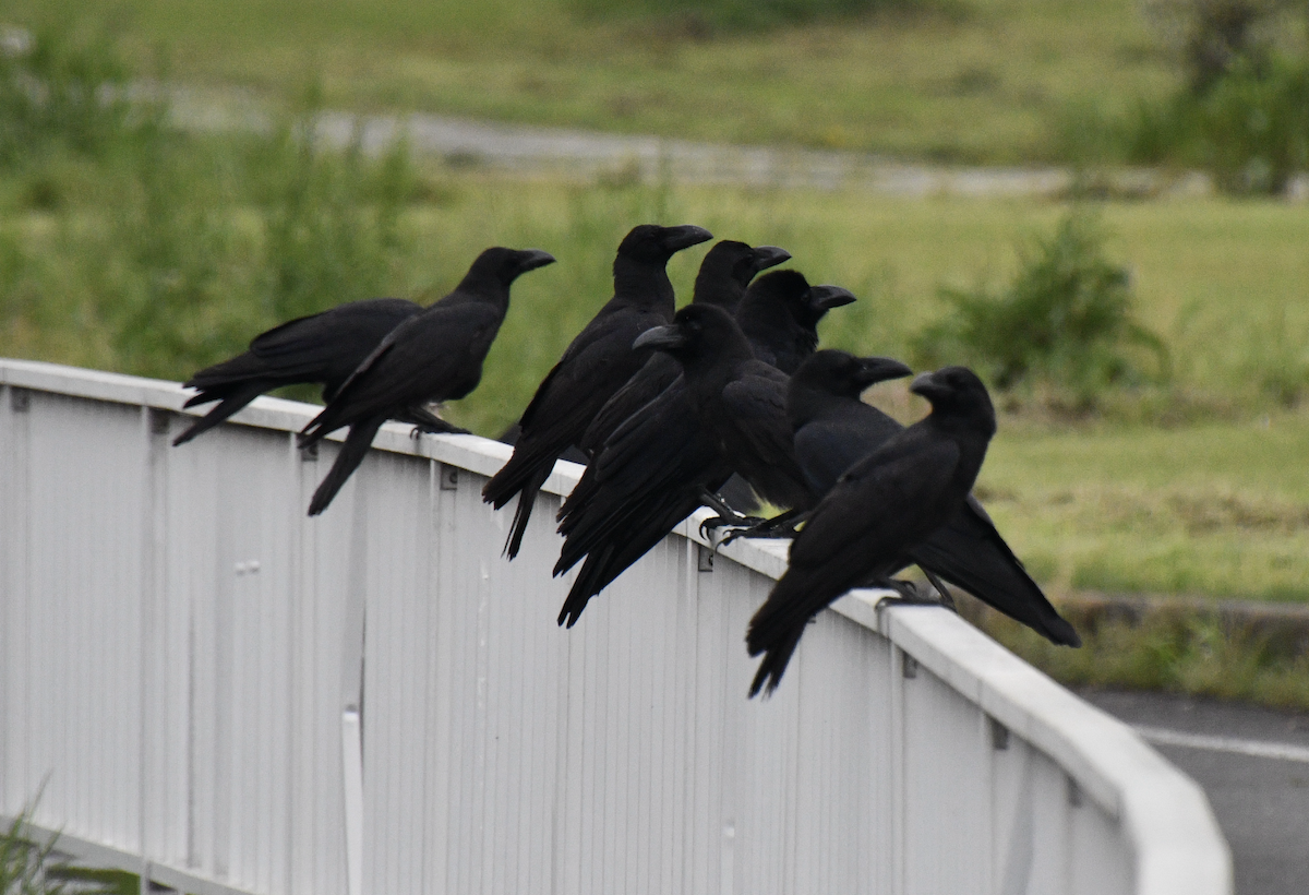 Large-billed Crow - ML617771076