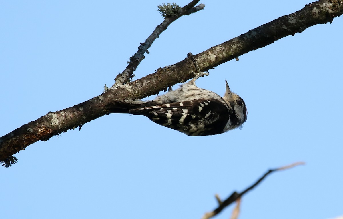 Lesser Spotted Woodpecker - ML617771091