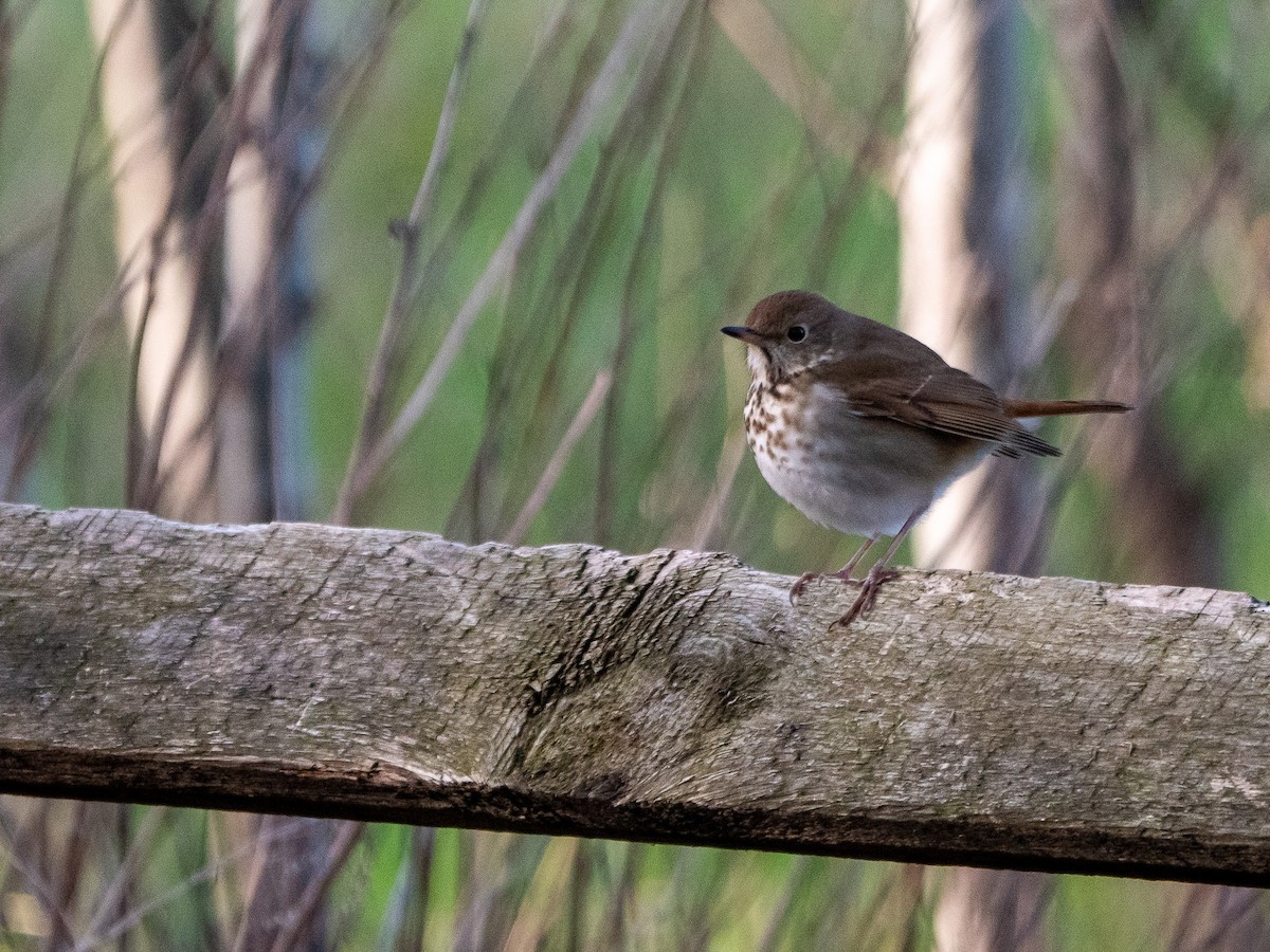 Hermit Thrush - ML617771099