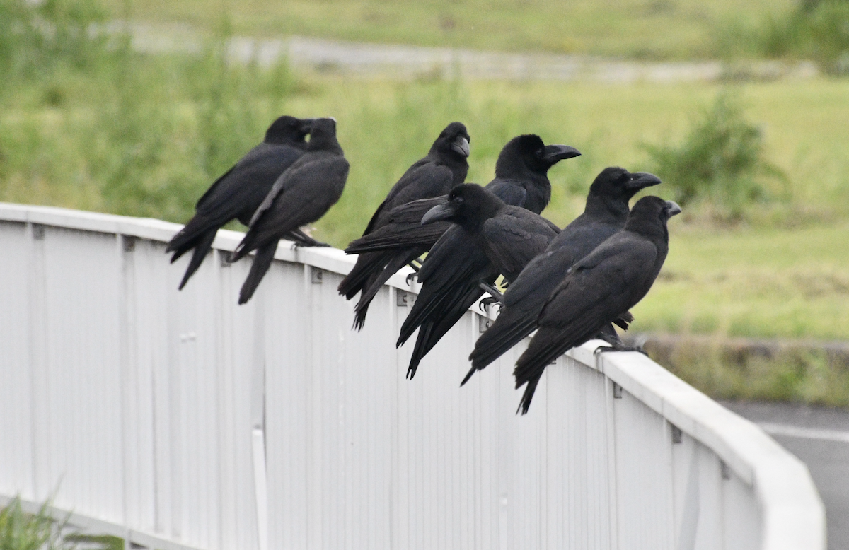 Large-billed Crow - ML617771106